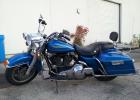 Harley Davidson  Softail